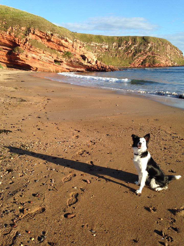 Coastal dog fashion walks near me