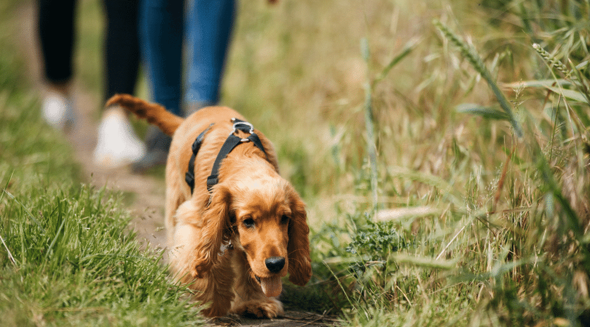 Dog walking in grass